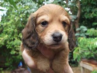 Dachshund Puppy for sale in LAKEWOOD, WA, USA