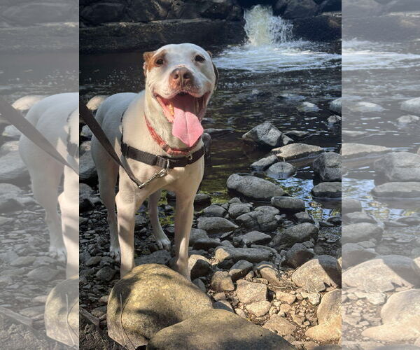 Medium Photo #1 American Pit Bull Terrier-Unknown Mix Puppy For Sale in Westwood, NJ, USA