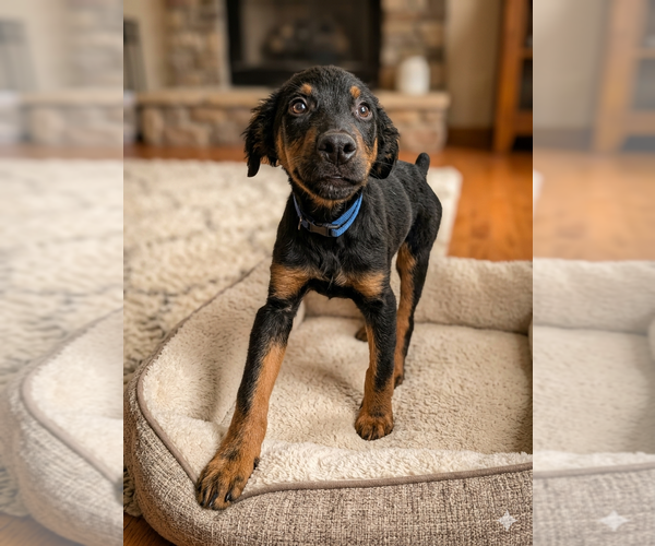 Medium Photo #6 Mutt Puppy For Sale in Vail, AZ, USA