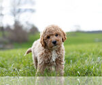 Small Photo #8 Goldendoodle-Poodle (Miniature) Mix Puppy For Sale in WARSAW, IN, USA
