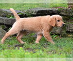 Small #2 Golden Retriever