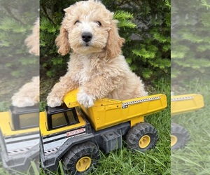 Bichpoo Puppy for sale in MIDDLEBURY, IN, USA