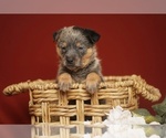 Small #9 Australian Cattle Dog