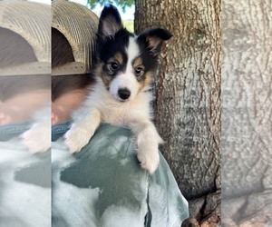 Shetland Sheepdog Puppy for sale in KINGSPORT, TN, USA