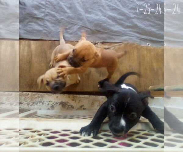 Medium Photo #14 Bulldog-Unknown Mix Puppy For Sale in Apple Valley, CA, USA