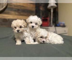 Maltipoo Puppy for sale in HINDSVILLE, AR, USA