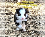 Small Photo #62 Border Collie Puppy For Sale in BYBEE, TN, USA