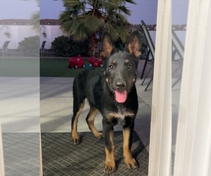 Belgian Malinois Puppy for sale in RANCHO CUCAMONGA, CA, USA