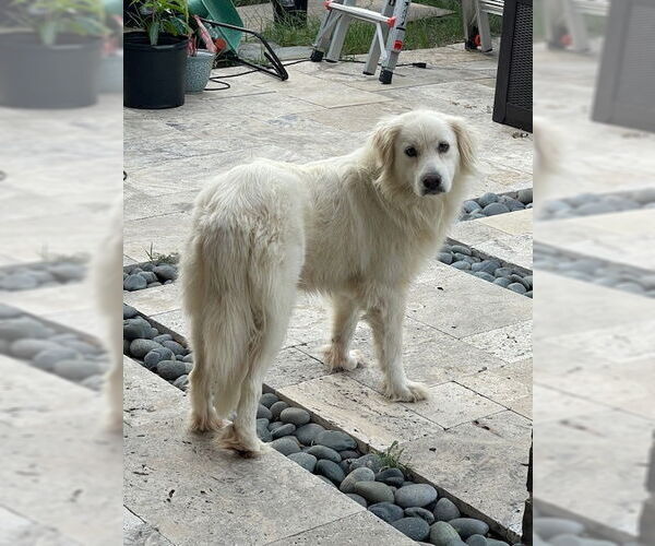 Medium Photo #5 Great Pyrenees Puppy For Sale in Spring, TX, USA