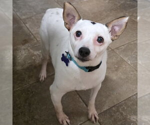 Chihuahua-Unknown Mix Dogs for adoption in Batavia, OH, USA