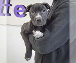 Small #2 American Staffordshire Terrier-Boxer Mix
