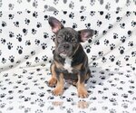 Small Photo #3 French Bulldog Puppy For Sale in BEVERLY HILLS, CA, USA