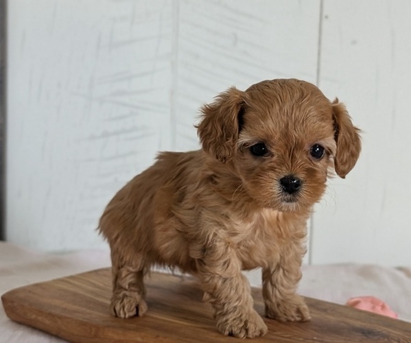 Medium Photo #9 Cavapoo (Miniature) Puppy For Sale in GOSHEN, IN, USA