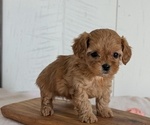 Small Photo #63 Cavapoo (Miniature) Puppy For Sale in GOSHEN, IN, USA