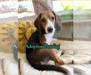 Beagle Dogs for adoption in Dunnellon, FL, USA