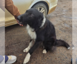 Small Photo #2 Collie Puppy For Sale in Buffalo, MN, USA