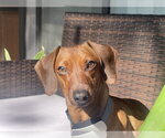Small #1 Dachshund
