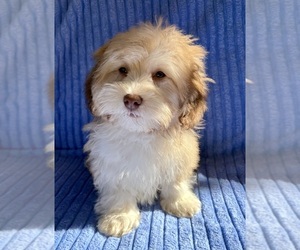 Poovanese Puppy for sale in FAIR HAVEN, MI, USA