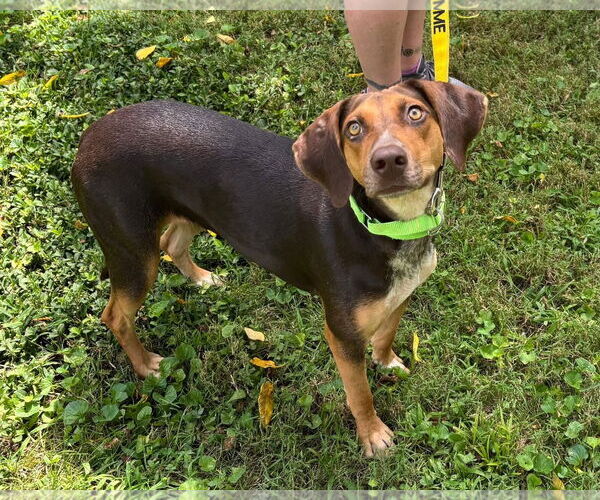 Medium Photo #3 Mutt Puppy For Sale in Bedford, VA, USA