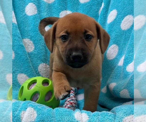 Medium Photo #2 Labrador Retriever-Unknown Mix Puppy For Sale in San Diego, CA, USA