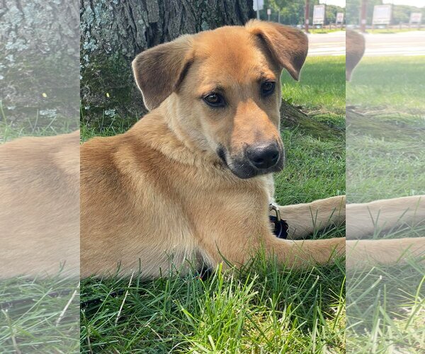 Medium Photo #3 Mutt Puppy For Sale in Woodbury, NY, USA