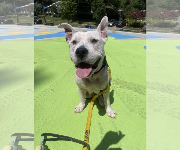 Medium Photo #2 American Pit Bull Terrier-Unknown Mix Puppy For Sale in Derwood, MD, USA