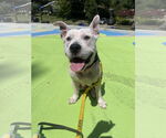 Small #1 American Pit Bull Terrier Mix