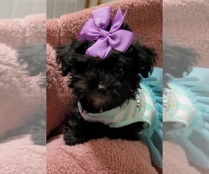 Schnoodle (Miniature) Puppy for sale in CHOUTEAU, OK, USA