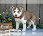 Puppy Nori Siberian Husky