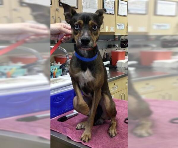 Medium Photo #1 Miniature Pinscher-Unknown Mix Puppy For Sale in Riverside, CA, USA