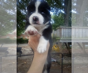 Siberian Husky Puppy for sale in FLORENCE, SC, USA