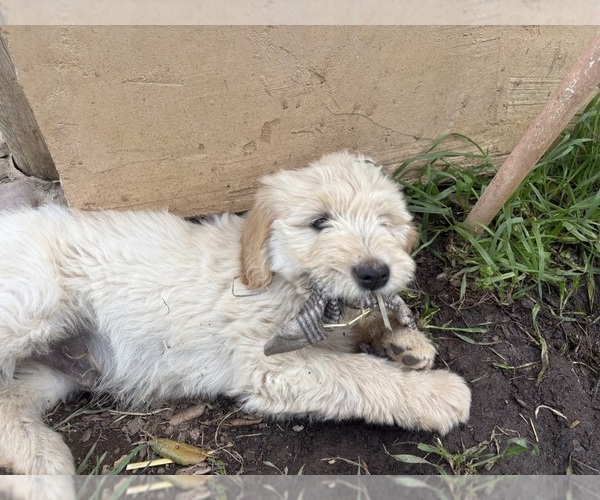 Medium Photo #3 Goldendoodle Puppy For Sale in VALLEY CENTER, CA, USA