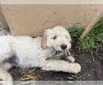 Small #2 Goldendoodle