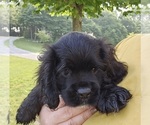 Puppy 2 Cocker Spaniel
