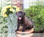 Small Akita-Labrador Retriever Mix