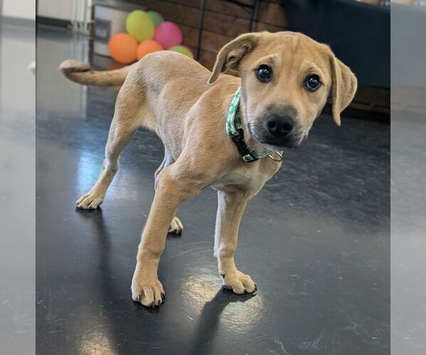 Medium Photo #9 Mutt Puppy For Sale in Vail, AZ, USA