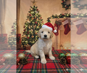Goldendoodle Puppy for sale in DUBLIN, TX, USA