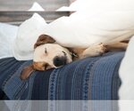 Small Photo #16 American Pit Bull Terrier-Australian Shepherd Mix Puppy For Sale in Kanab, UT, USA