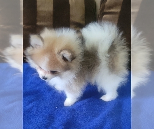 Medium Photo #4 Pomeranian Puppy For Sale in MENIFEE, CA, USA