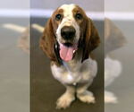Small Basset Hound