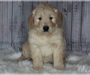 English Cream Golden Retriever-Goldendoodle Mix Puppy for sale in FREDERICKSBURG, OH, USA