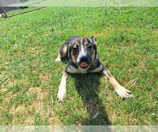 Medium Photo #1 German Shepherd Dog-Unknown Mix Puppy For Sale in Grand Prairie, TX, USA