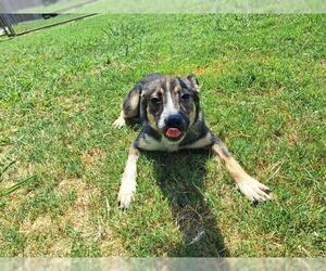 German Shepherd Dog-Unknown Mix Dogs for adoption in Grand Prairie, TX, USA