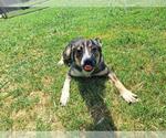 Small German Shepherd Dog Mix