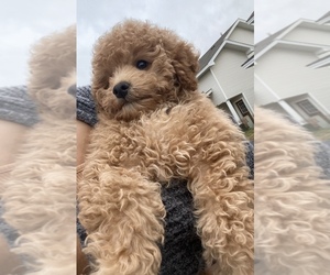 Poodle (Miniature) Puppy for sale in EAGAN, MN, USA
