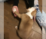 Small Photo #2 American Bully Puppy For Sale in GRIFFIN, GA, USA