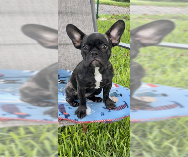 Medium Photo #10 French Bulldog Puppy For Sale in Weston, FL, USA