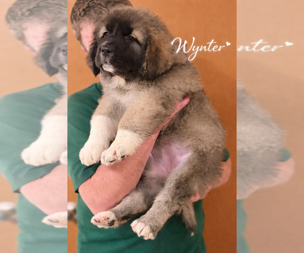 Medium Photo #1 Caucasian Shepherd Dog Puppy For Sale in AKELEY, MN, USA