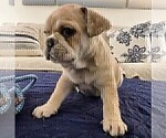 Puppy Puppy 8 French Bulldog