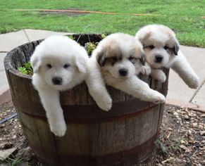 Great Pyrenees Puppy for sale in UNIONTOWN, OH, USA